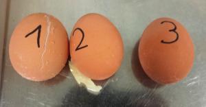 Abbildung 2: Gefrorene Eier